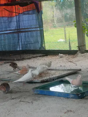 Australian Dove