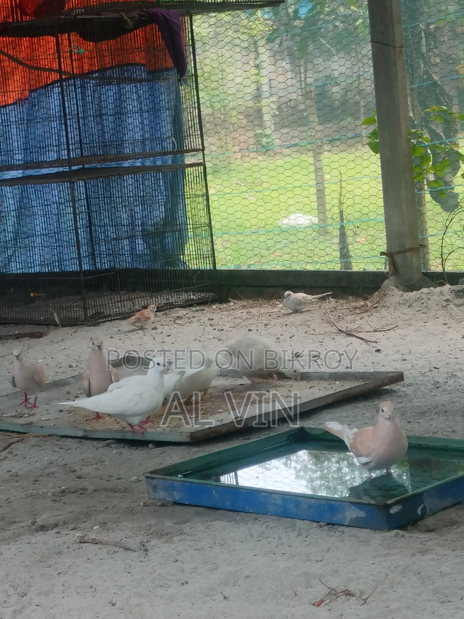 অস্ট্রেলিয়ান ঘুঘু