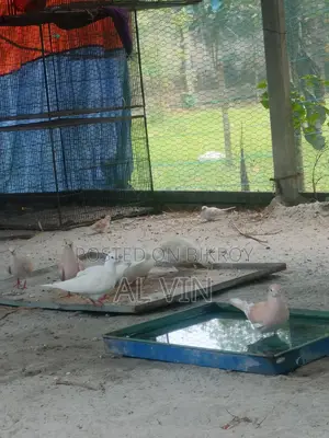 অস্ট্রেলিয়ান ঘুঘু
