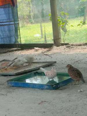 অস্ট্রেলিয়ান ঘুঘু