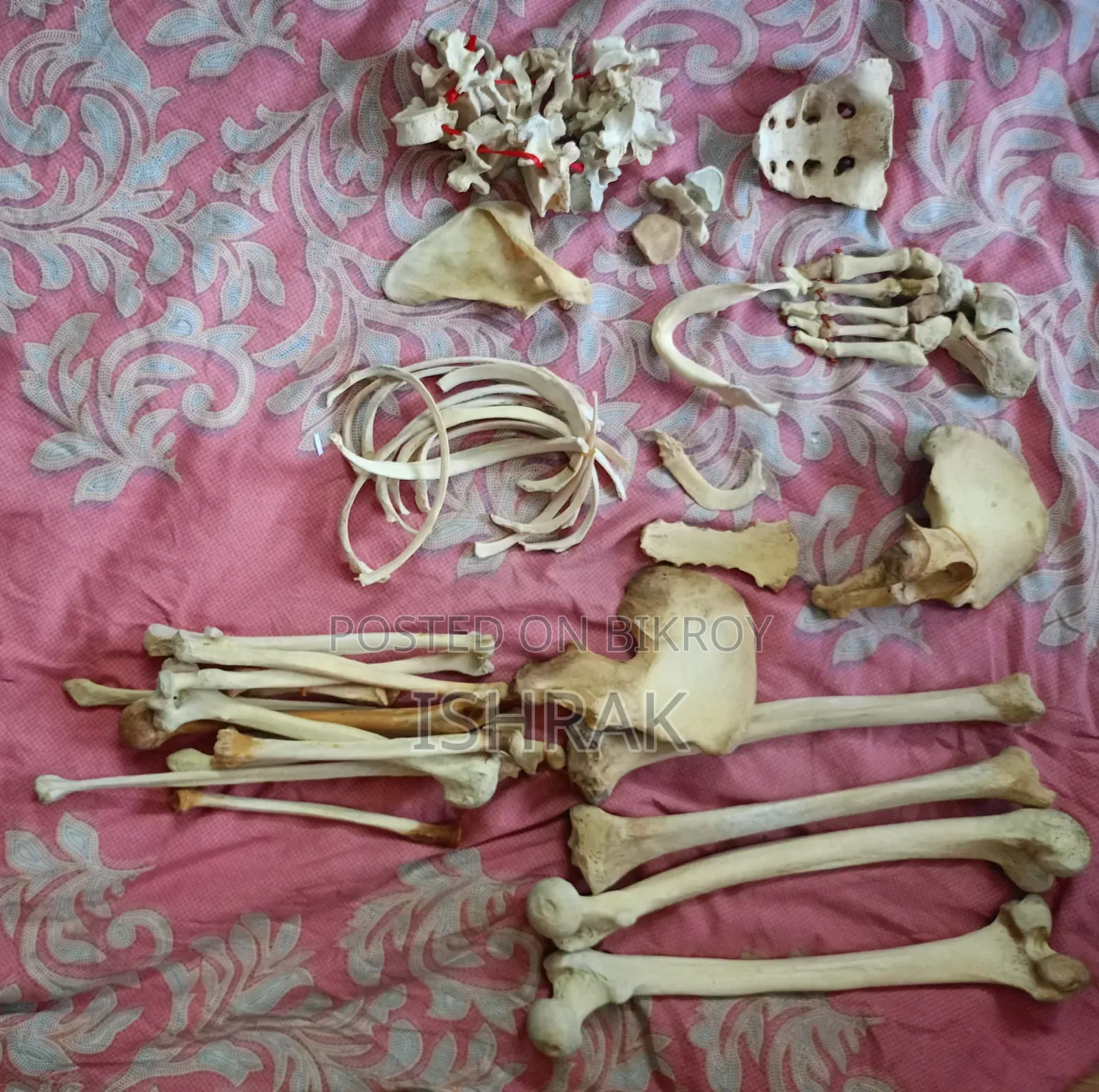Skeleton Sample Set