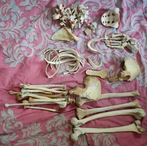Skeleton Sample Set