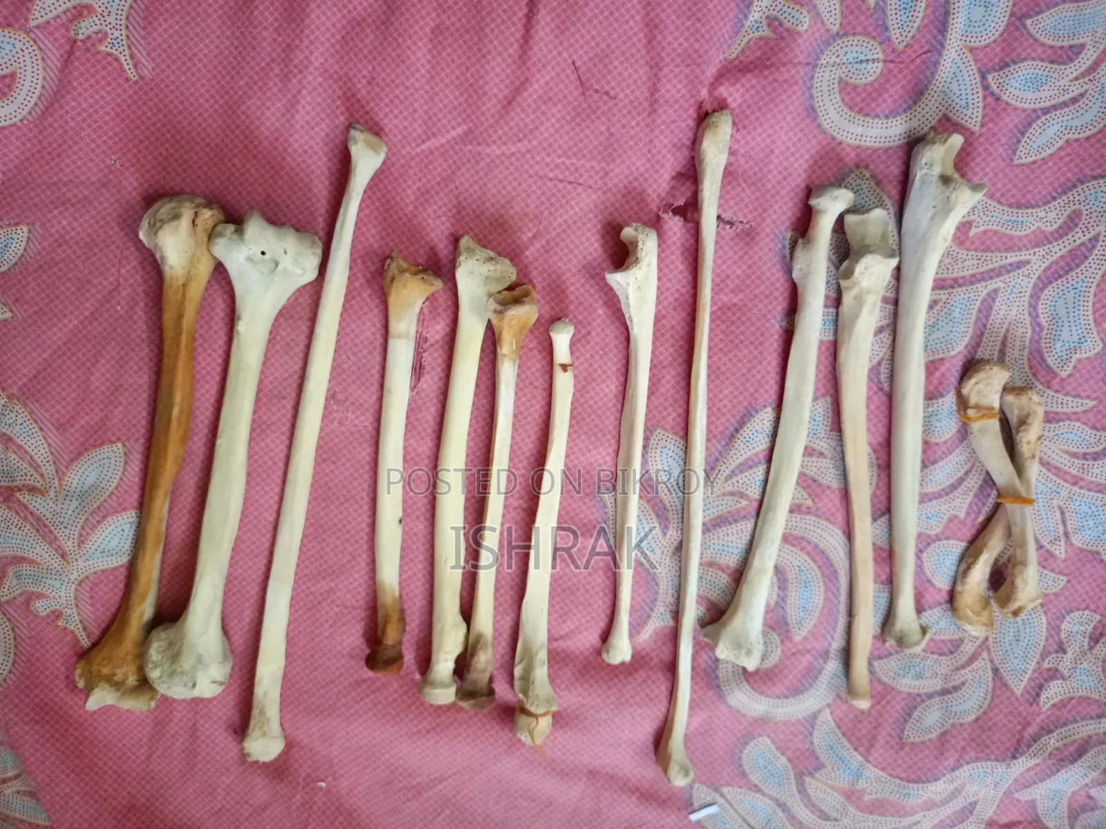 Skeleton Sample Set
