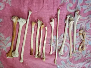 Skeleton Sample Set