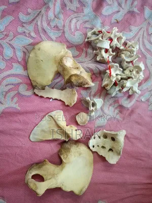 Skeleton Sample Set