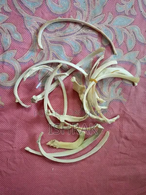 Skeleton Sample Set
