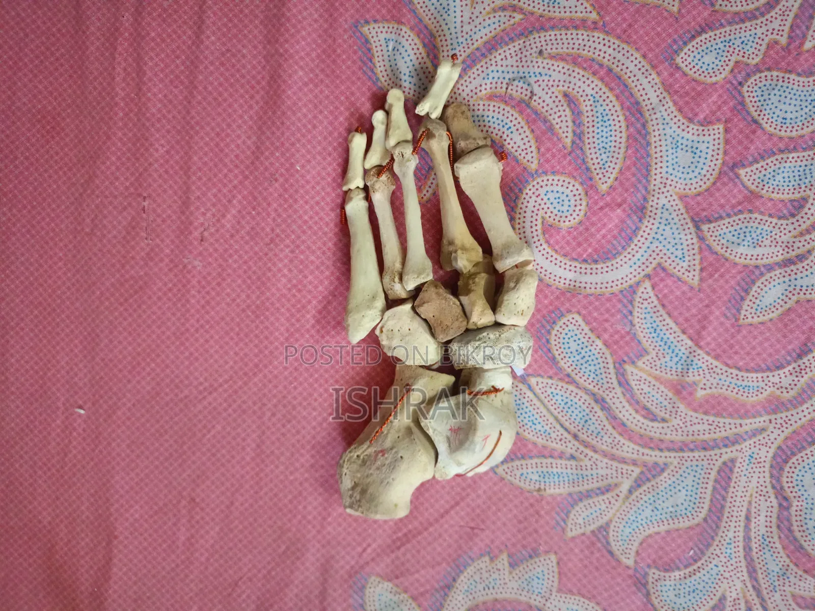 Skeleton Sample Set