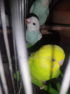 Budgies for Sale