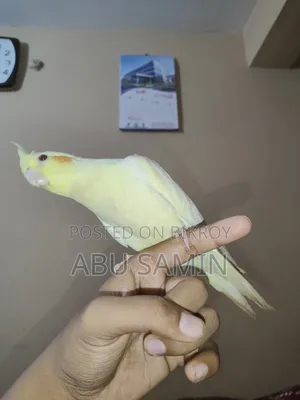 Full Tamed Male Cockatiel