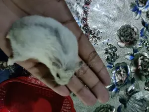 4-Month-Old Male Winter White Hamster With Premium Full Setup for Sale