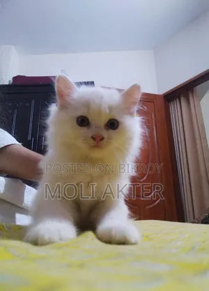 1-3 Months Male Purebred Persian
