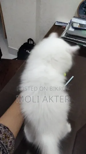 1-3 Months Male Purebred Persian