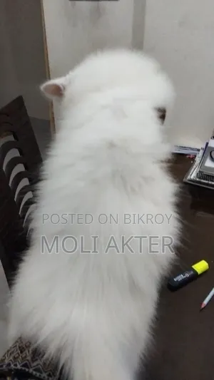 1-3 Months Male Purebred Persian
