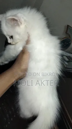 1-3 Months Male Purebred Persian