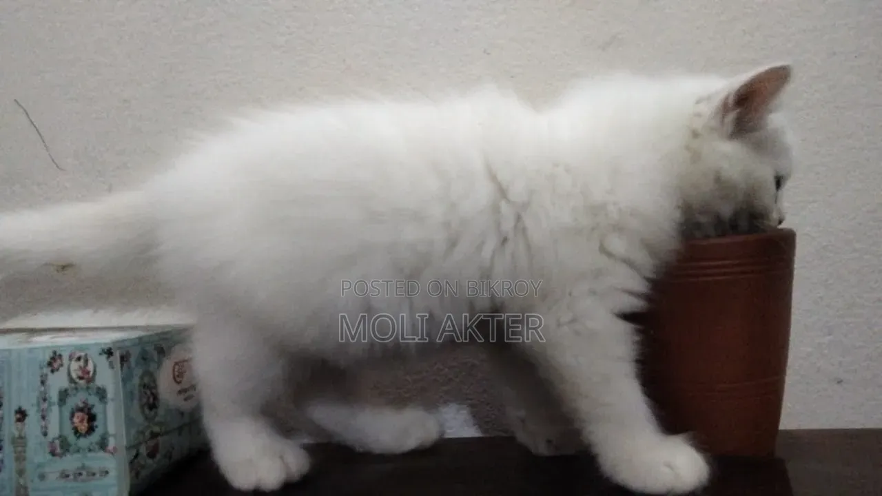 1-3 Months Male Purebred Persian