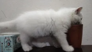 1-3 Months Male Purebred Persian