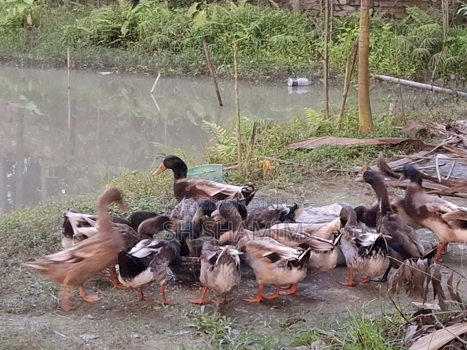 Pure local male duck. Weight of each above 1.5 kg