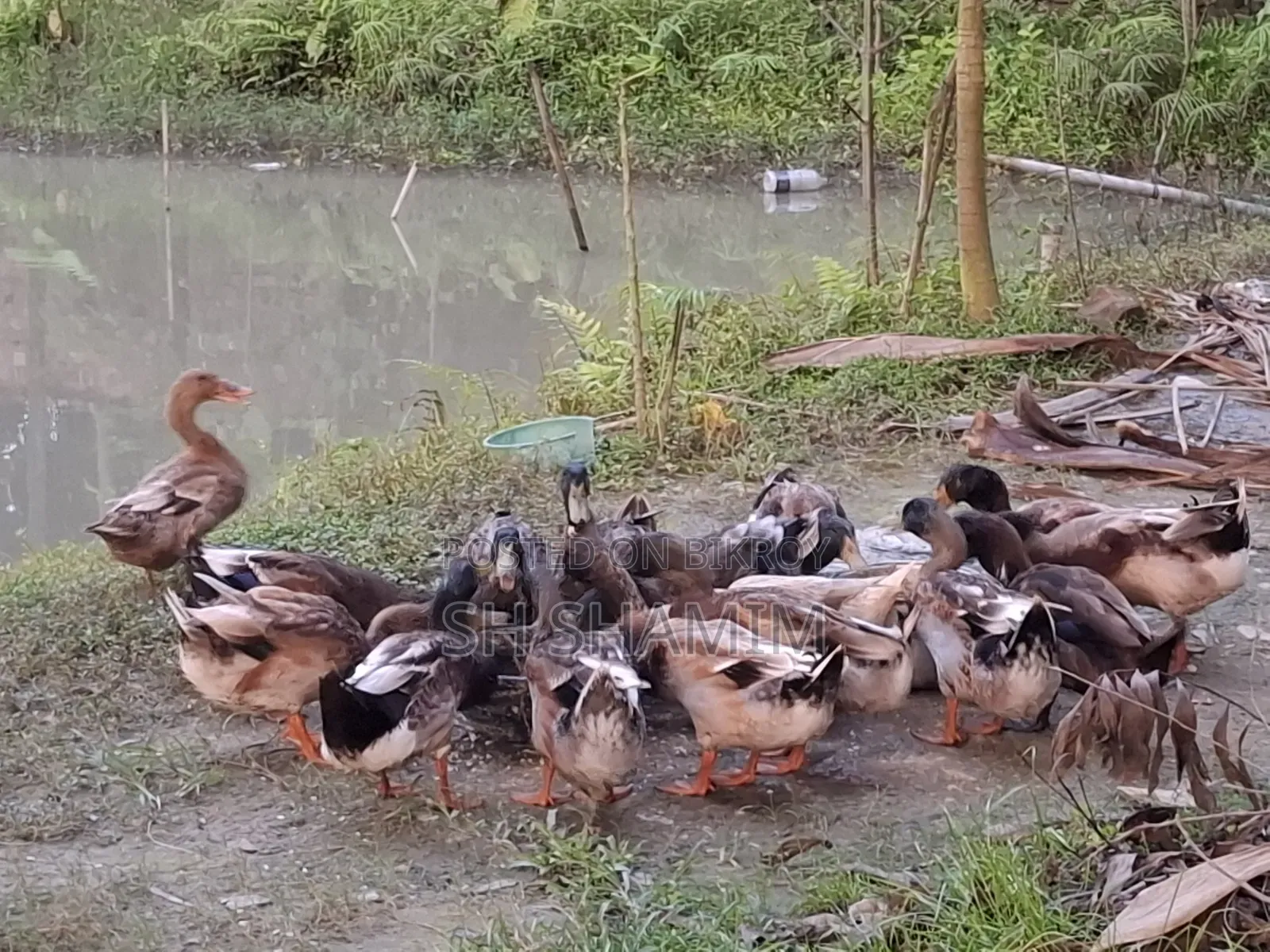 Pure local male duck. Weight of each above 1.5 kg