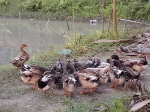 Pure local male duck. Weight of each above 1.5 kg