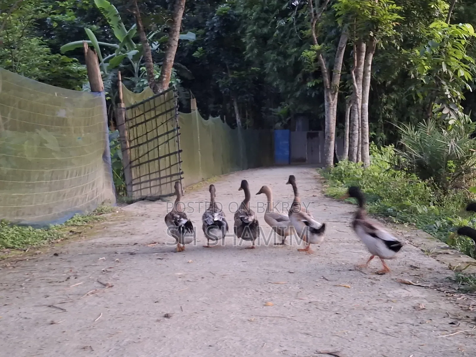 Pure local male duck. Weight of each above 1.5 kg