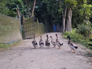 Pure local male duck. Weight of each above 1.5 kg
