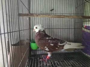 লাল গরা নর ১০ পাক কমপ্লিট