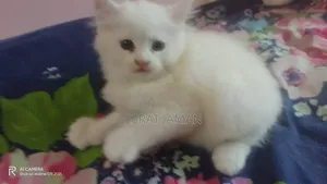 1-3 Months Female Purebred Persian