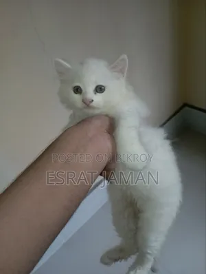 1-3 Months Female Purebred Persian