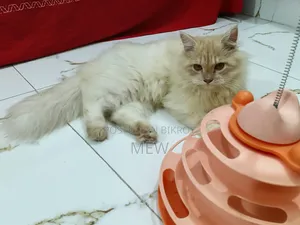 6-12 Months Male Purebred Persian