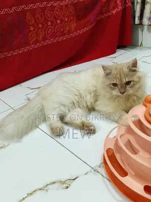 6-12 Months Male Purebred Persian