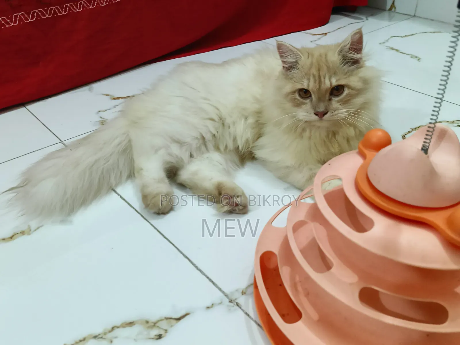 6-12 Months Male Purebred Persian