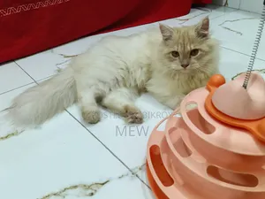 6-12 Months Male Purebred Persian