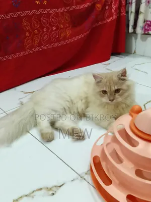 6-12 Months Male Purebred Persian