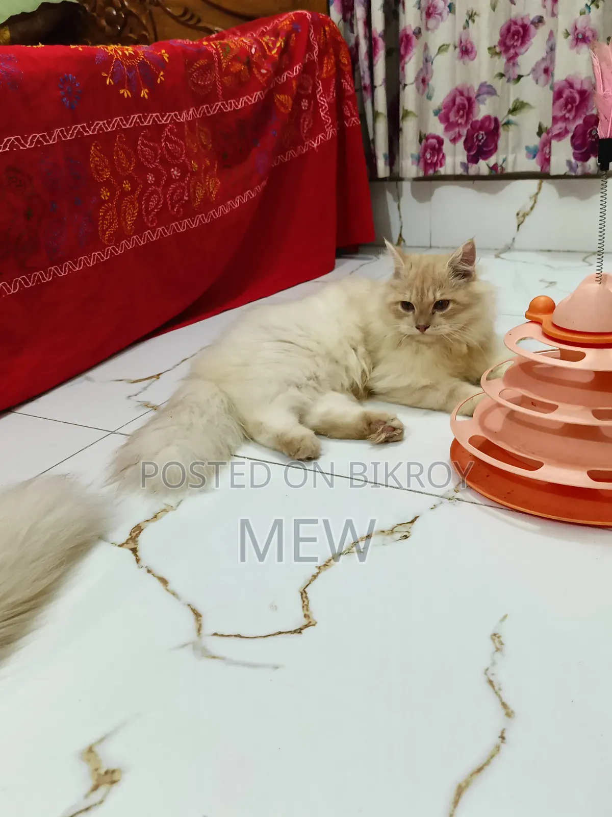 6-12 Months Male Purebred Persian