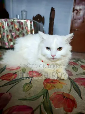 3-6 months Female Mixed Breed Persian