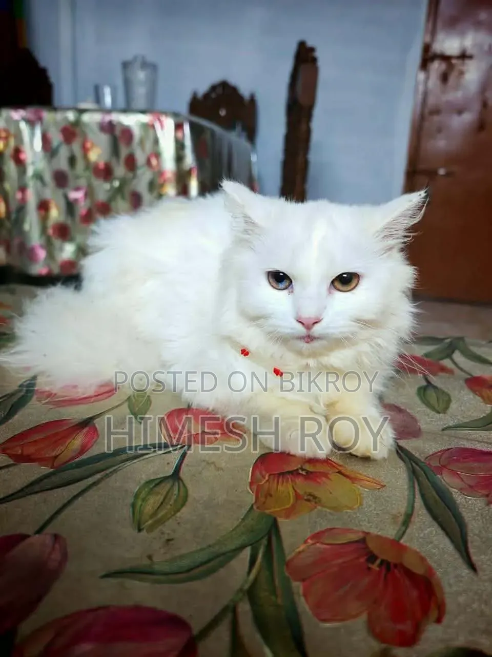 3-6 months Female Mixed Breed Persian