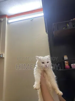 3-6 months Female Mixed Breed Persian