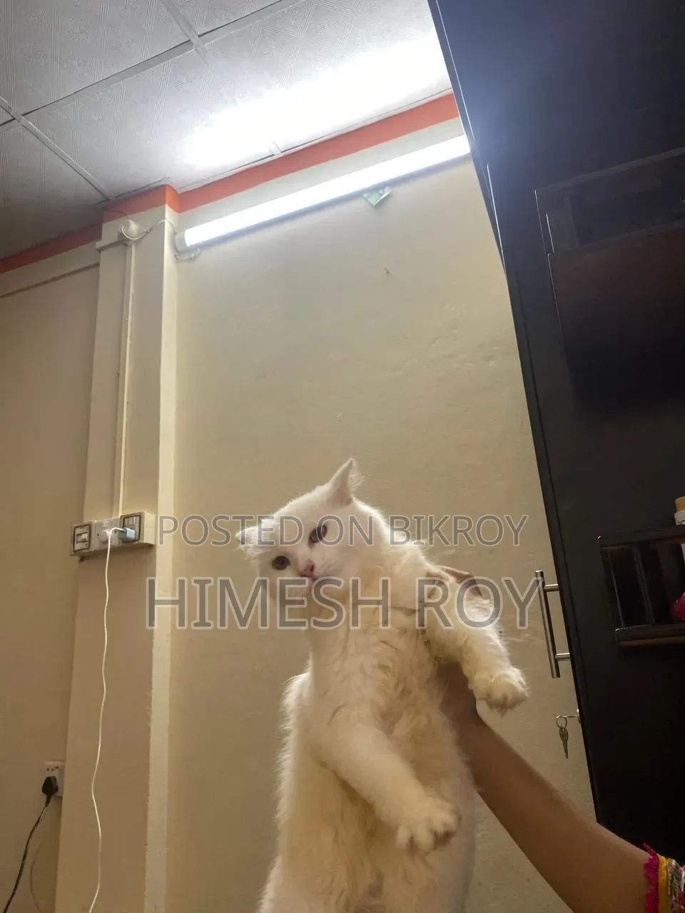 3-6 months Female Mixed Breed Persian