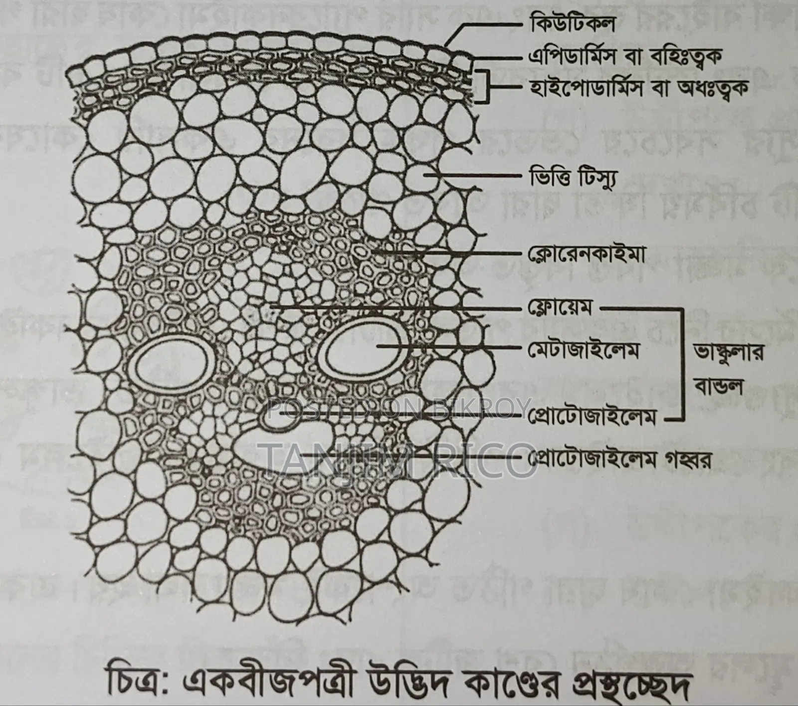 HSC Udvash books for sale