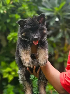 ১-৩ মাসের নর পিওরব্রীড জার্মান শেফার্ড