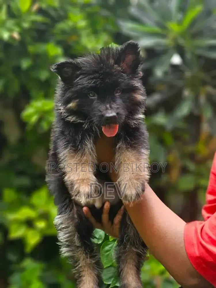 ১-৩ মাসের নর পিওরব্রীড জার্মান শেফার্ড