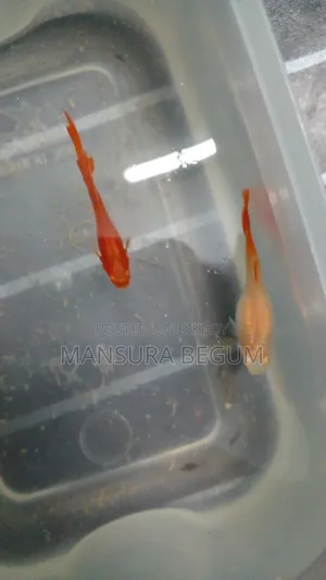 Red Color Guppy