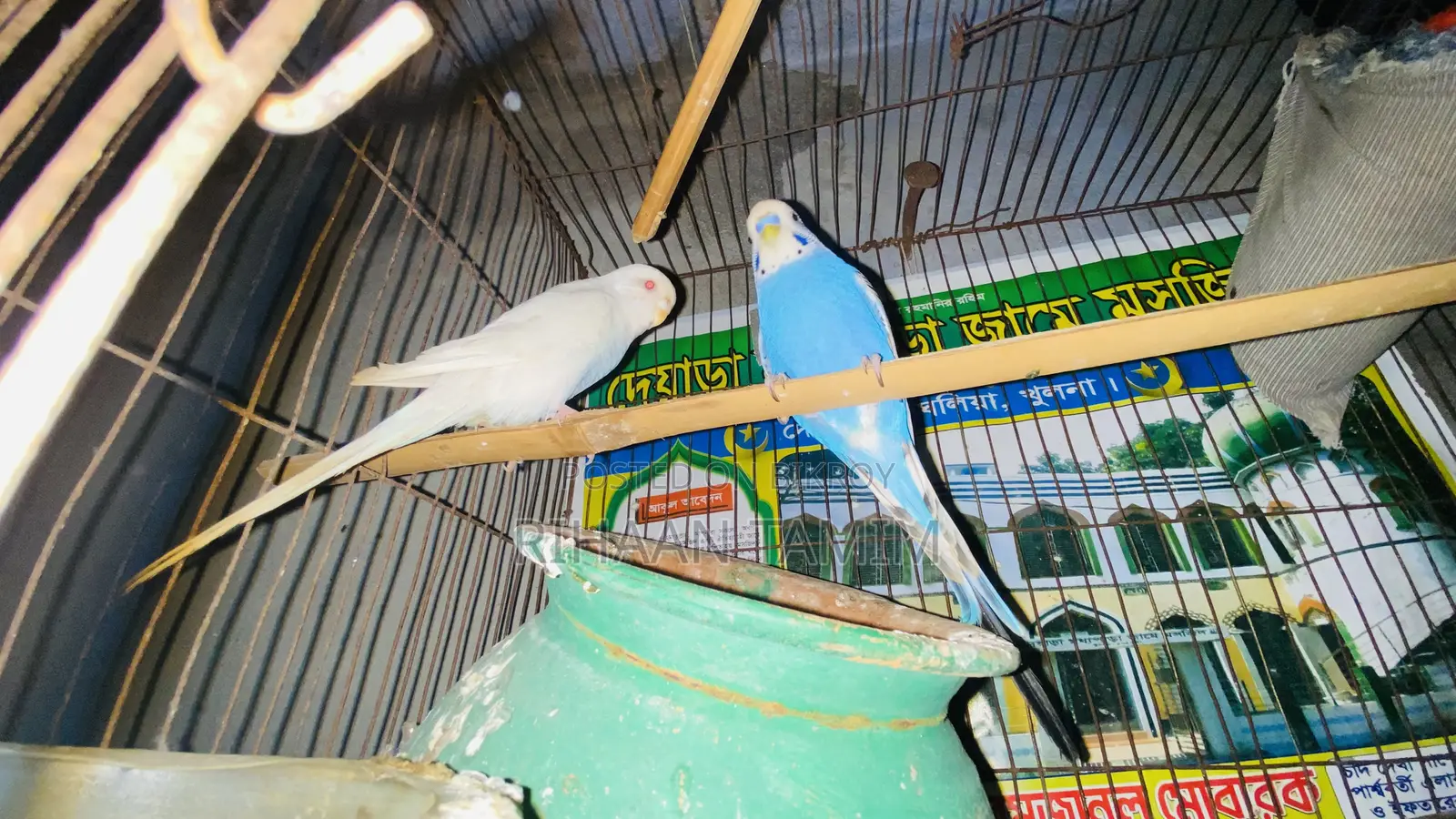 Budgerigar bird price