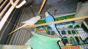 Budgerigar bird price