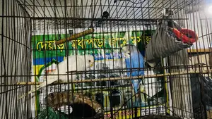 Budgerigar bird price