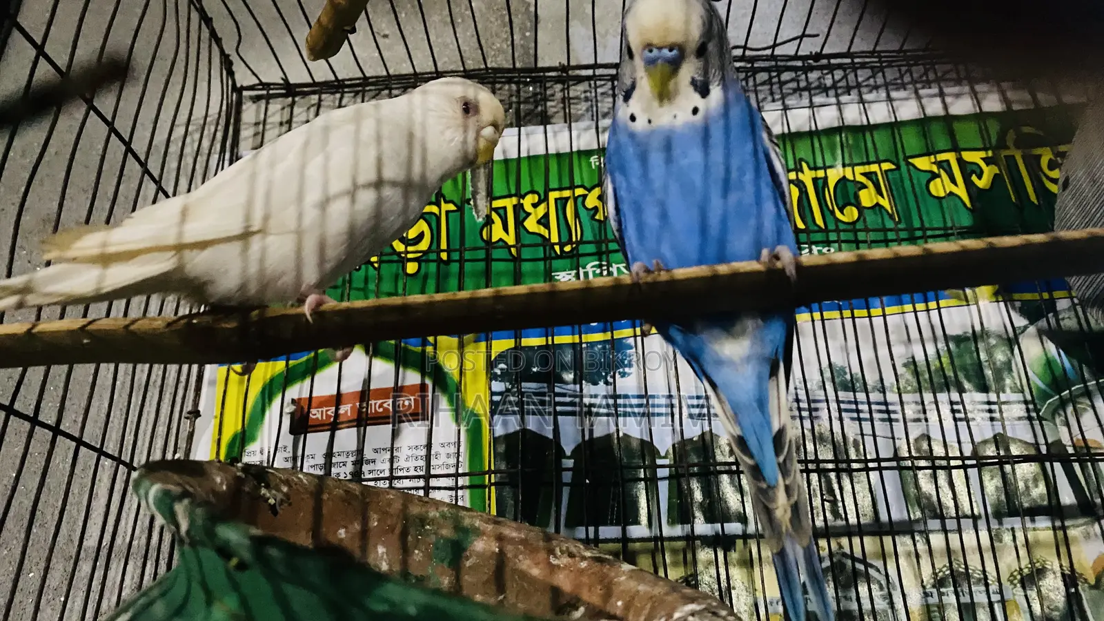 Budgerigar bird price