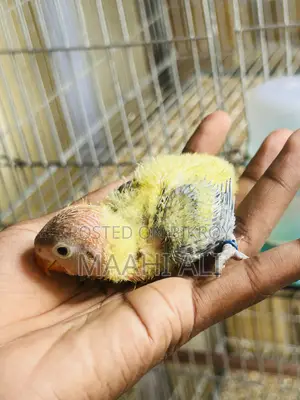 Green Ewing Opaline Baby