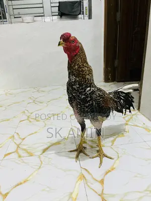 আশীল মোরগ