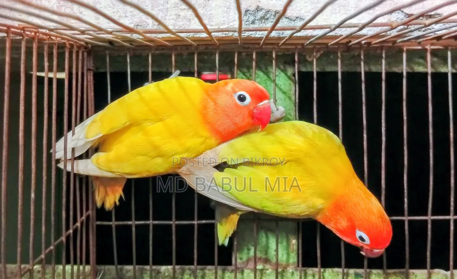 ইয়োলো এবং প্যাস্টেল গ্রিন ফিসার লাভ বার্ড পাখি