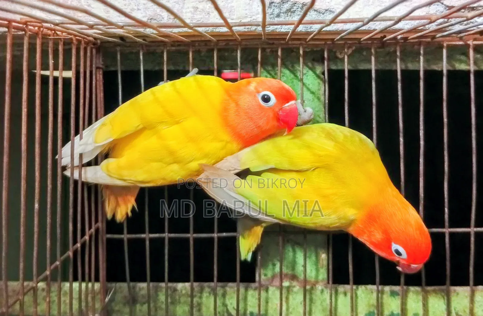 ইয়োলো এবং প্যাস্টেল গ্রিন ফিসার লাভ বার্ড পাখি